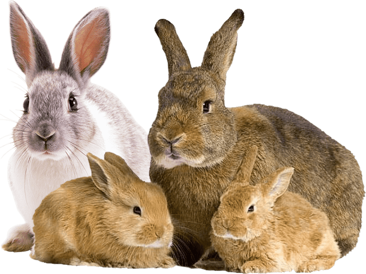 Coneja, conejo y conejitos